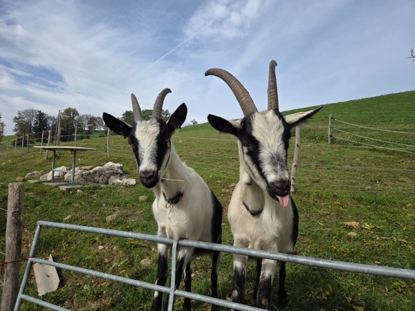 Ziegen warten auf den Spaziergang